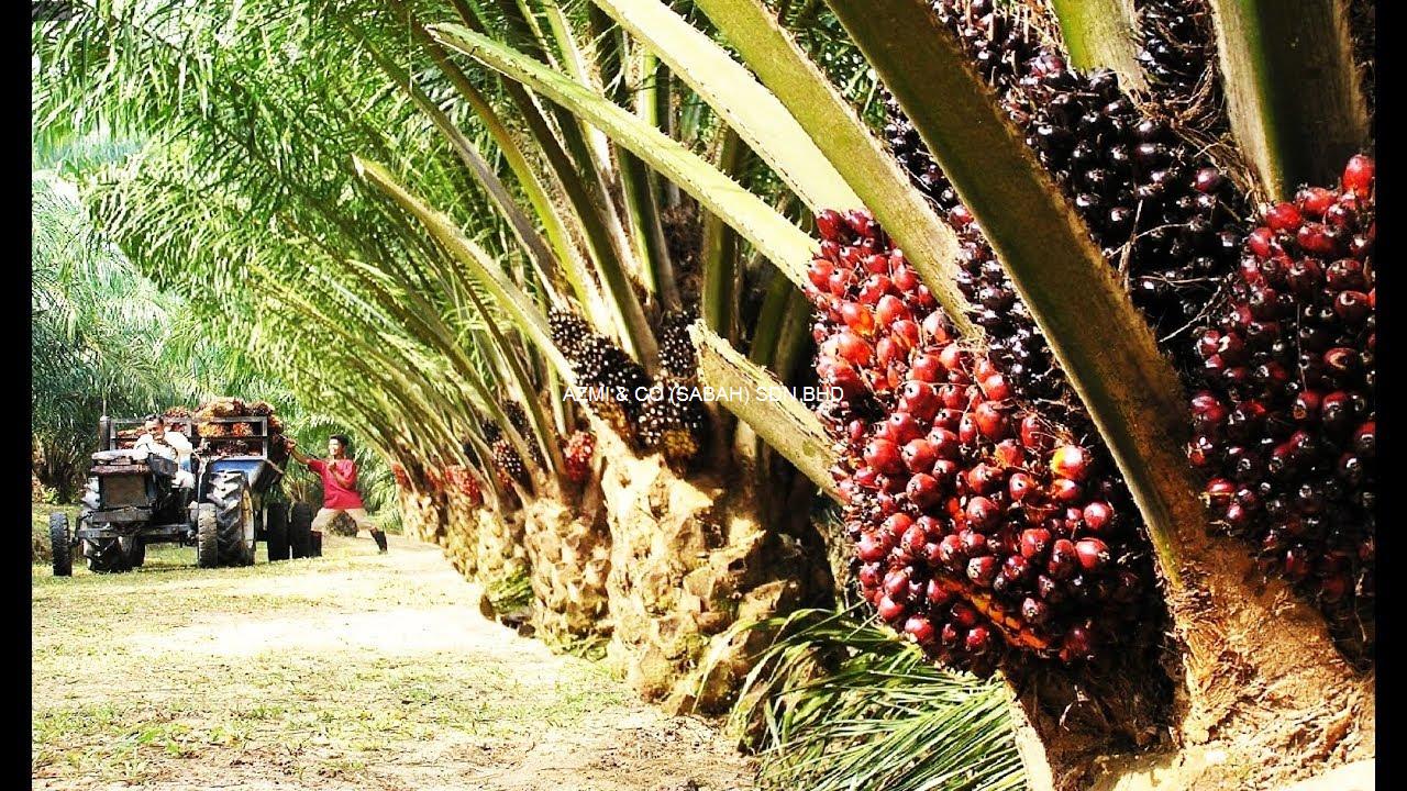 Kalabakan Oil Palm | BROOKS LOO